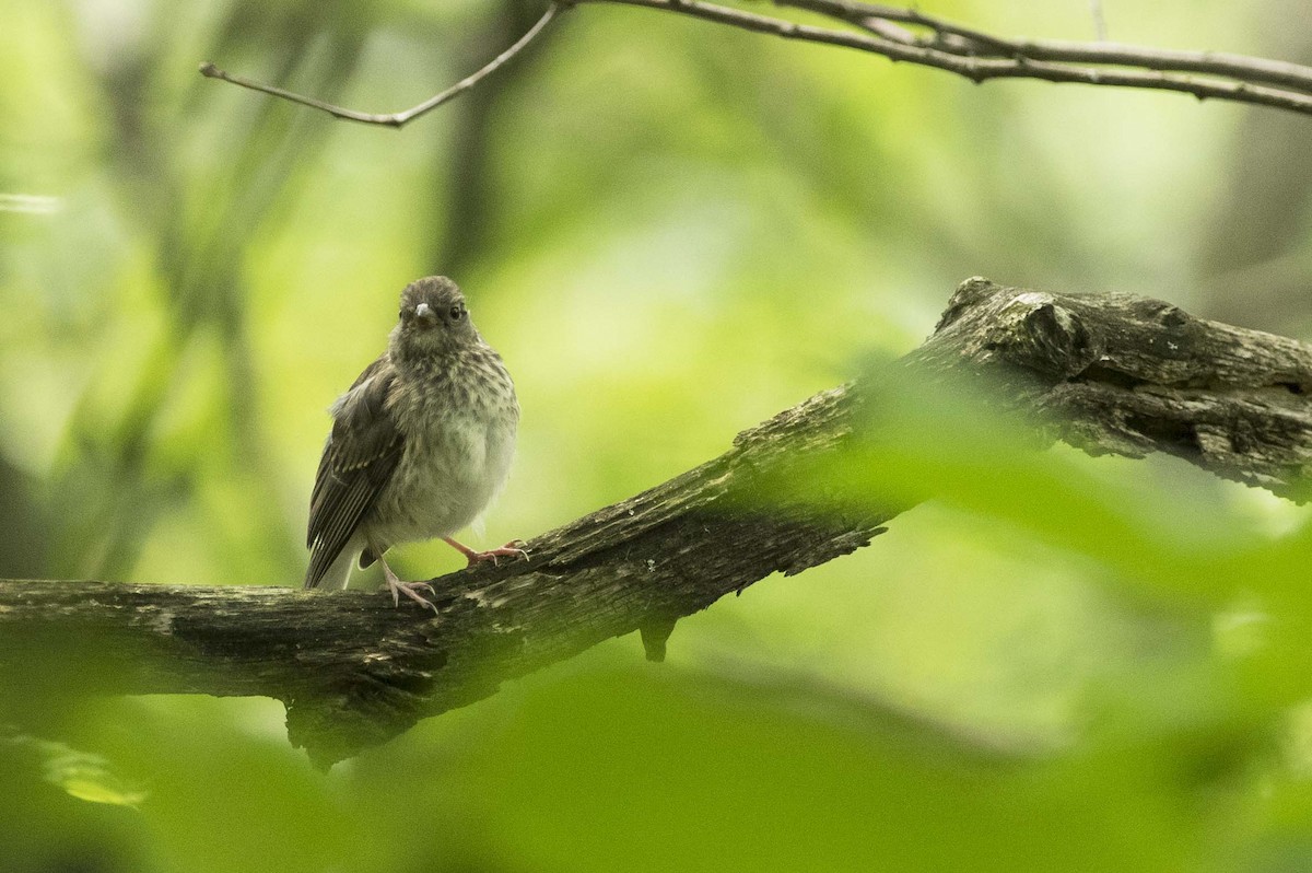 Dark-eyed Junco - ML638461692