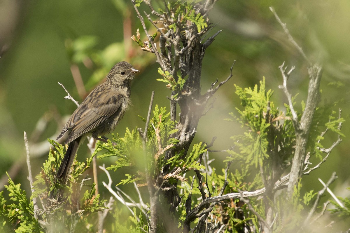 Dark-eyed Junco - ML638461693