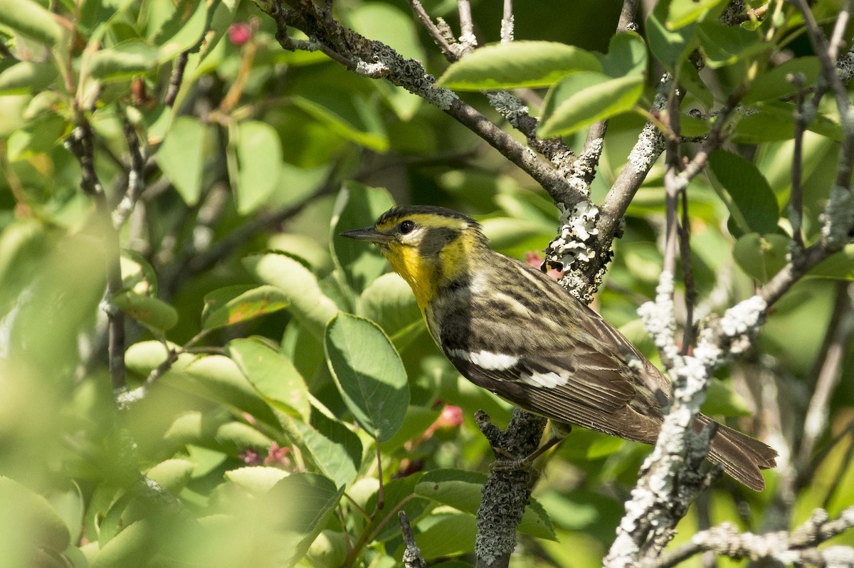 Blackburnian Warbler - ML638461710