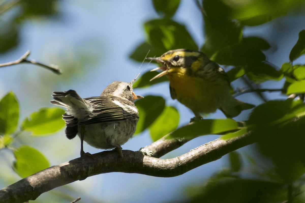 Blackburnian Warbler - ML638461711