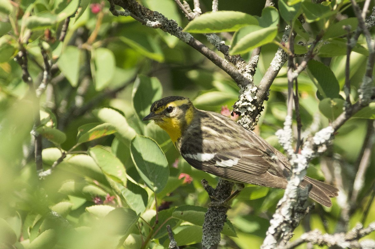 Blackburnian Warbler - ML638461712