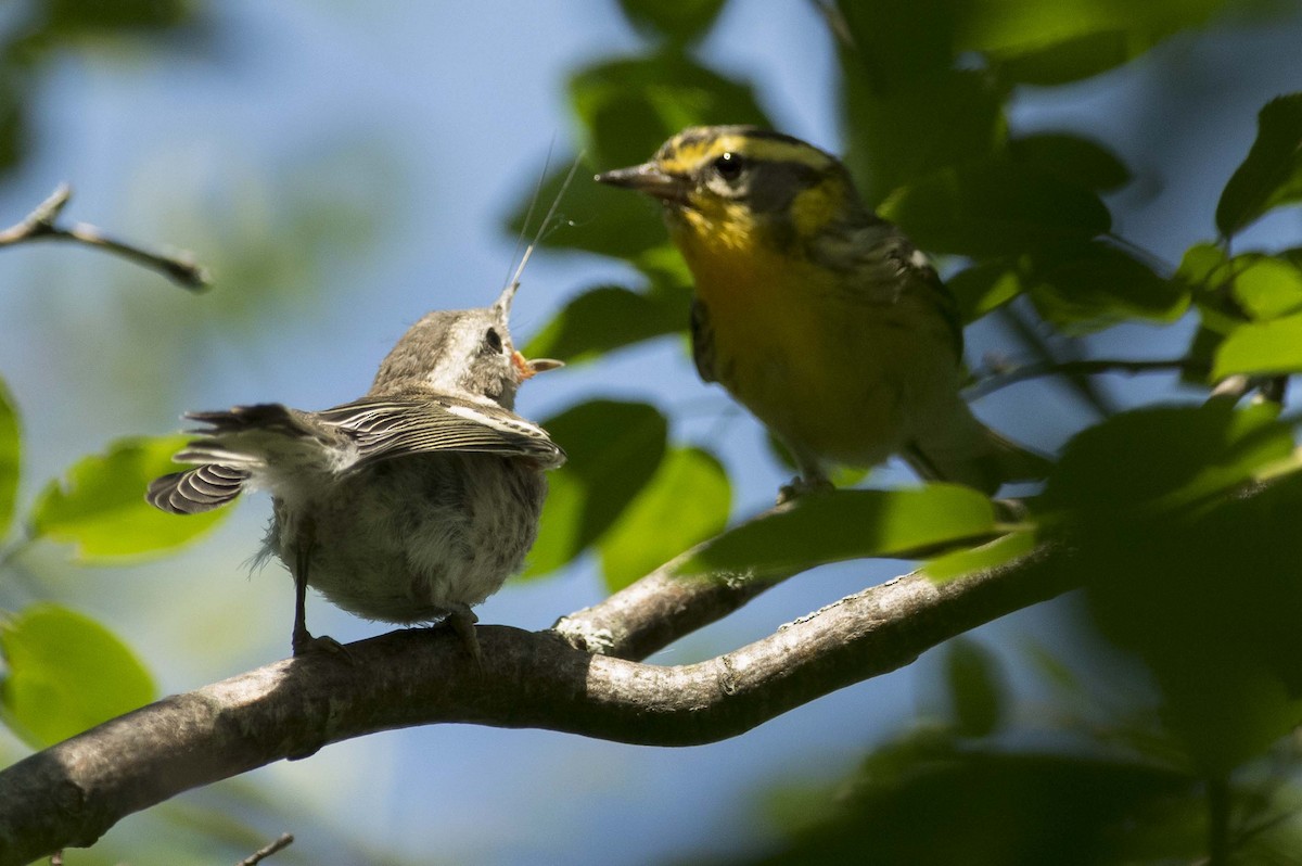 Blackburnian Warbler - ML638461713