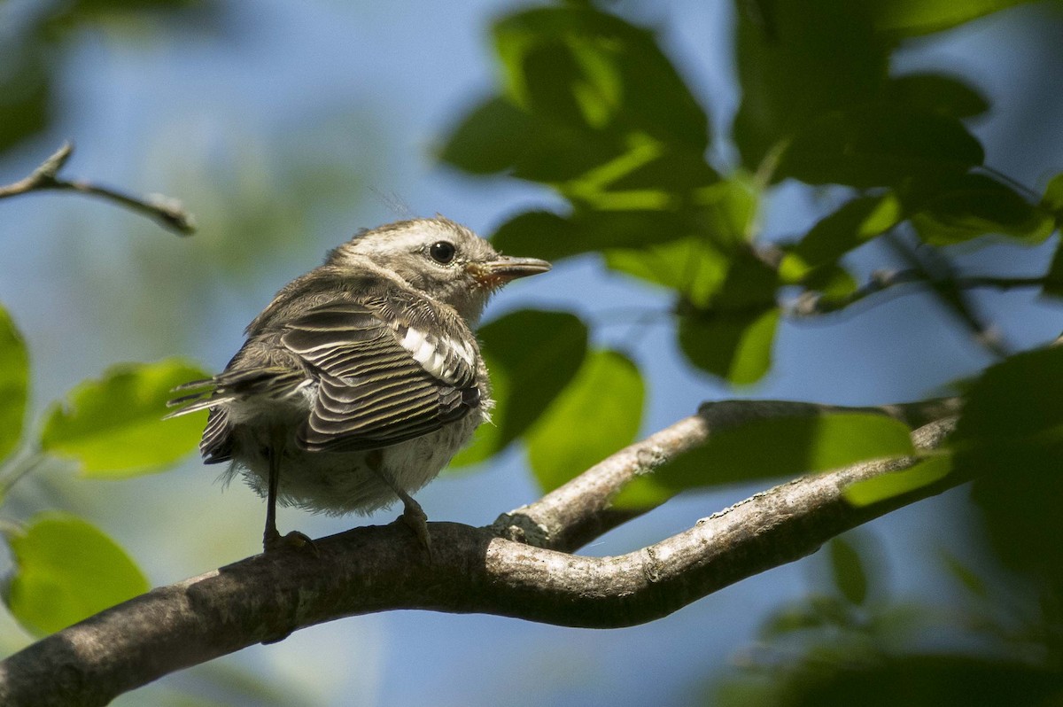 Blackburnian Warbler - ML638461714