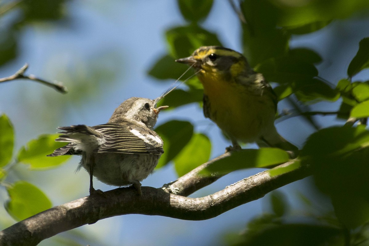 Blackburnian Warbler - ML638461715