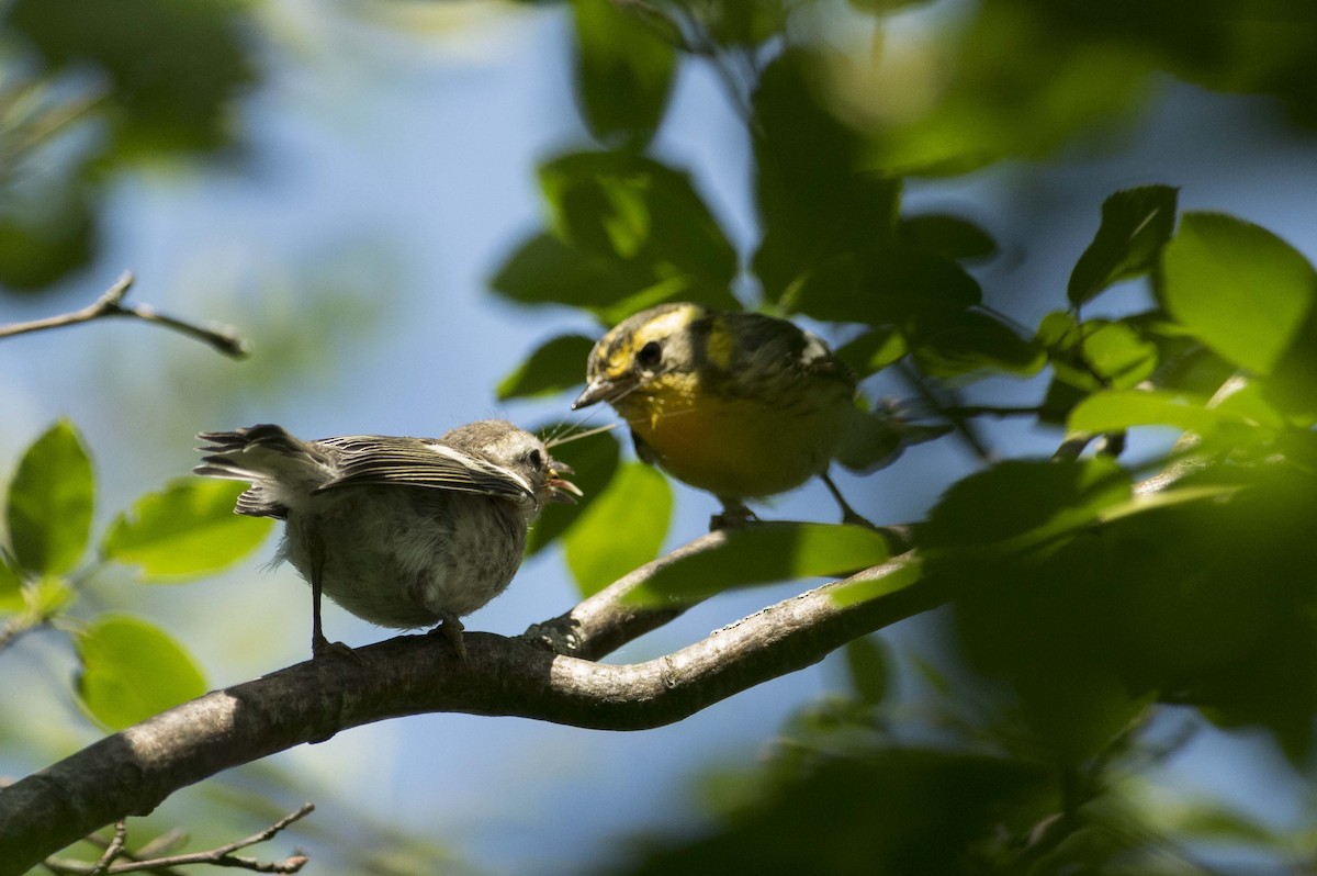 Blackburnian Warbler - ML638461716
