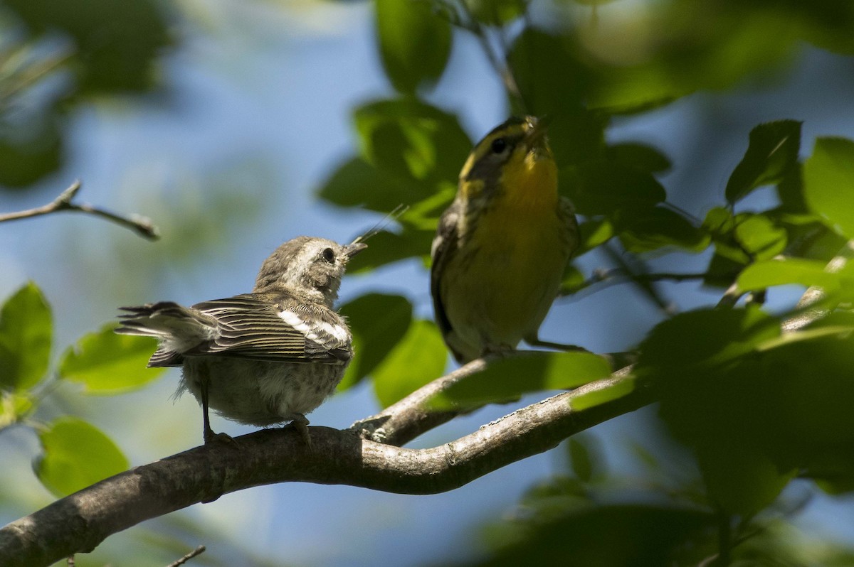 Blackburnian Warbler - ML638461717