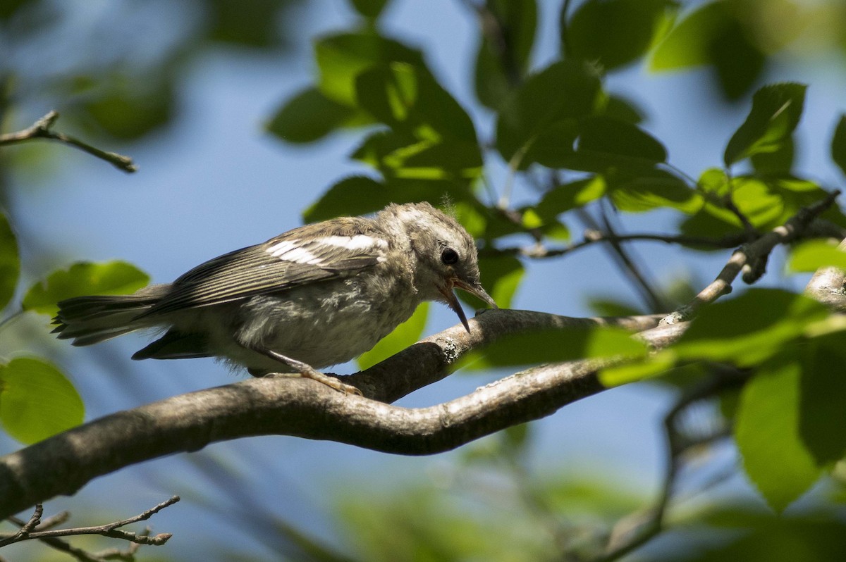 Blackburnian Warbler - ML638461718