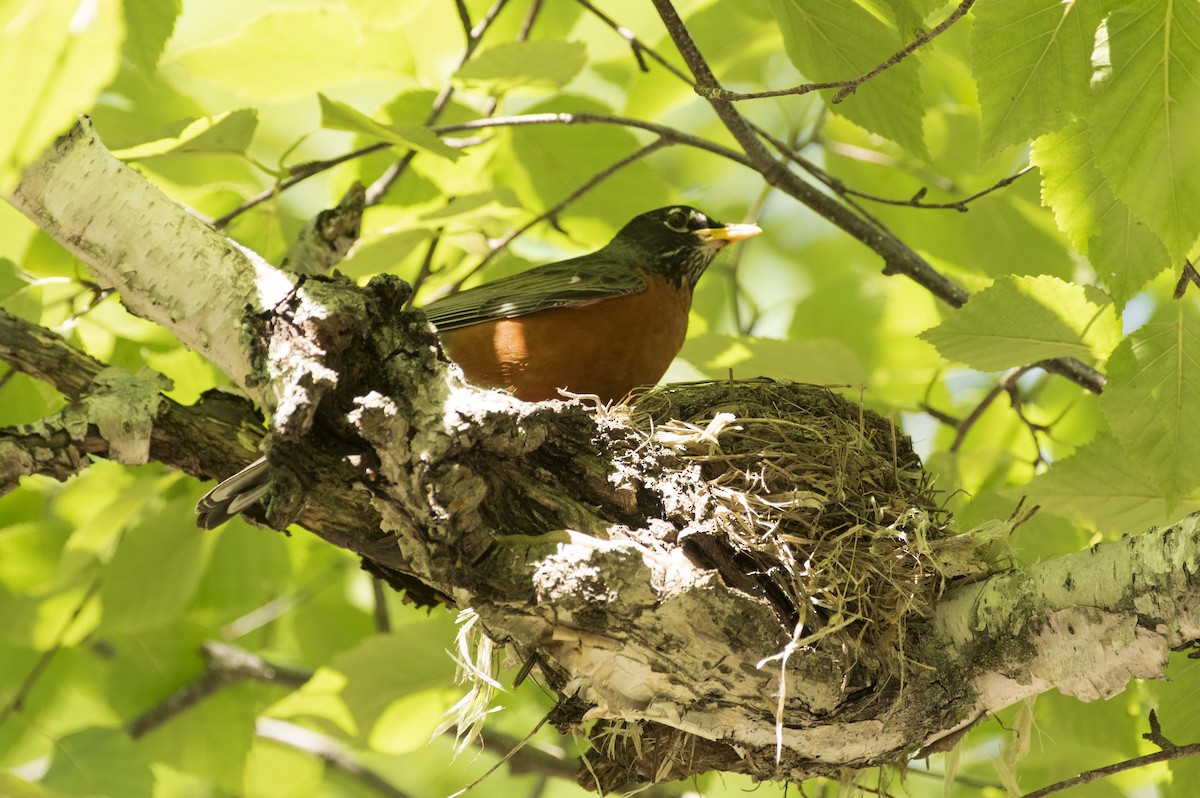 American Robin - ML638461727