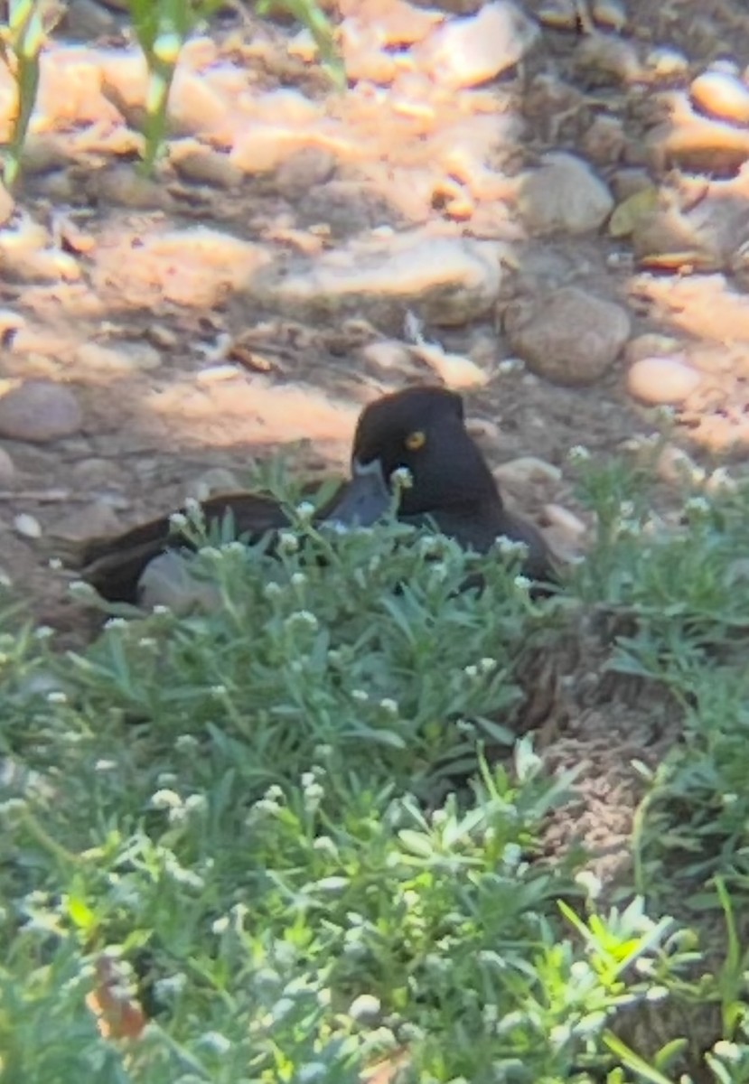 Ring-necked Duck - ML638461729