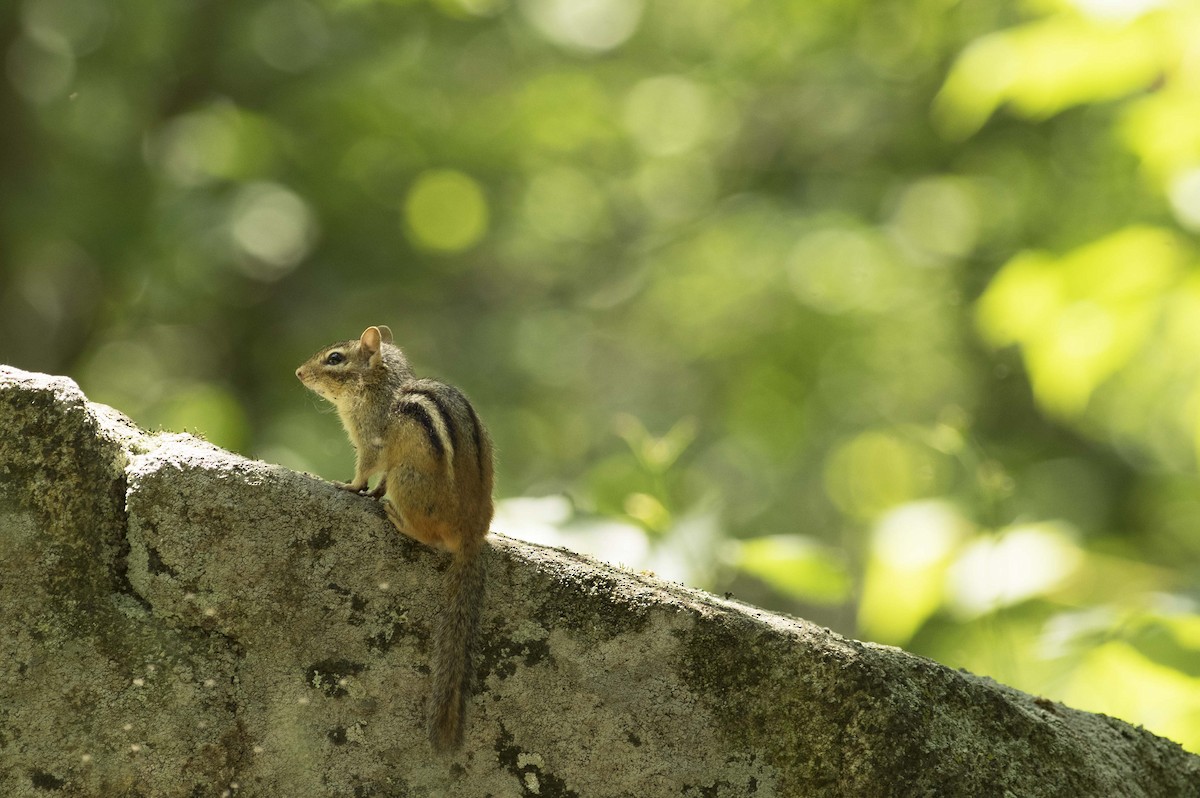 Eastern Chipmunk - ML638461752