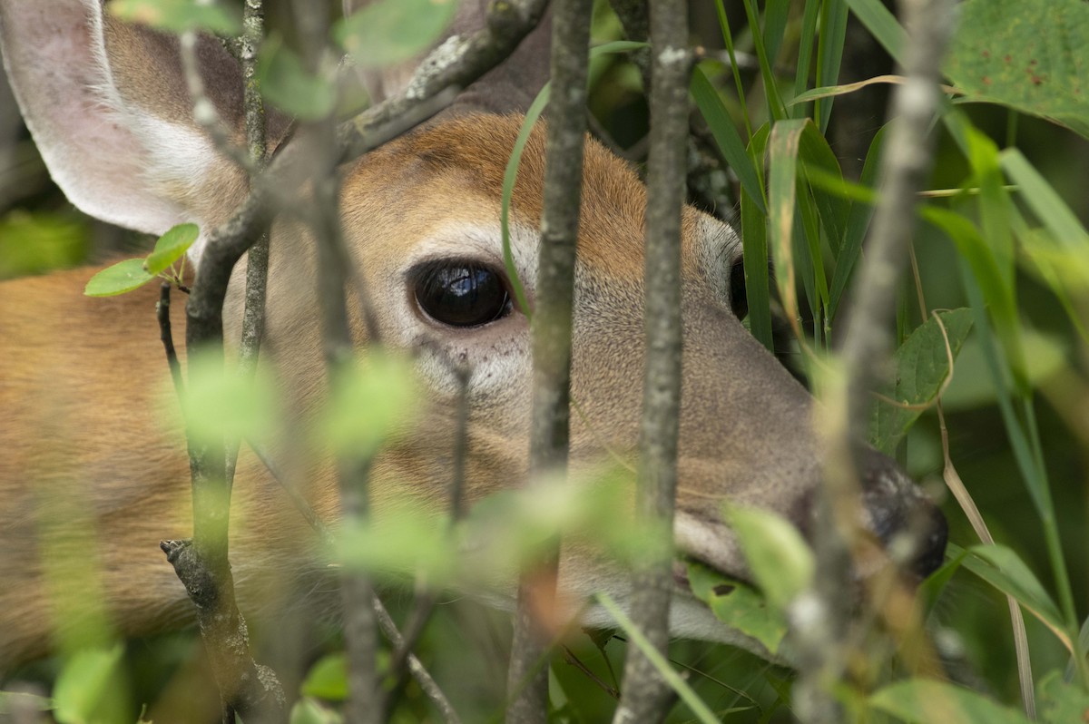 White-tailed Deer - ML638461753