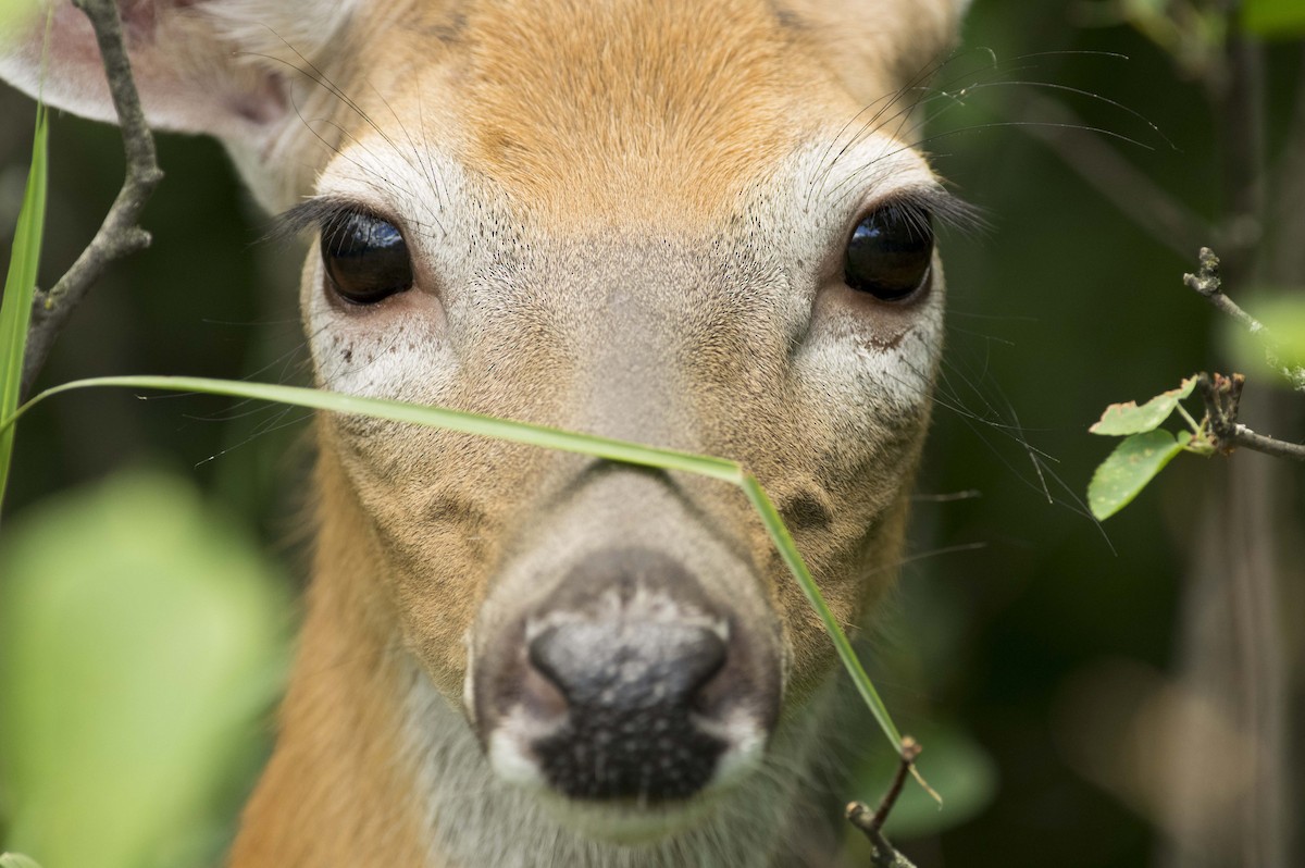 White-tailed Deer - ML638461754