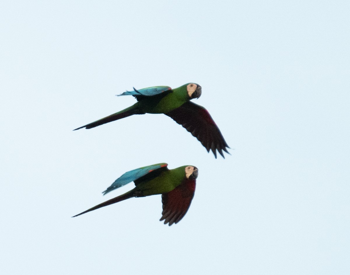 Chestnut-fronted Macaw - ML638461755