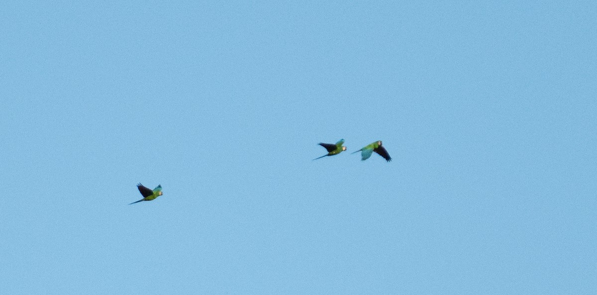 Chestnut-fronted Macaw - ML638461756