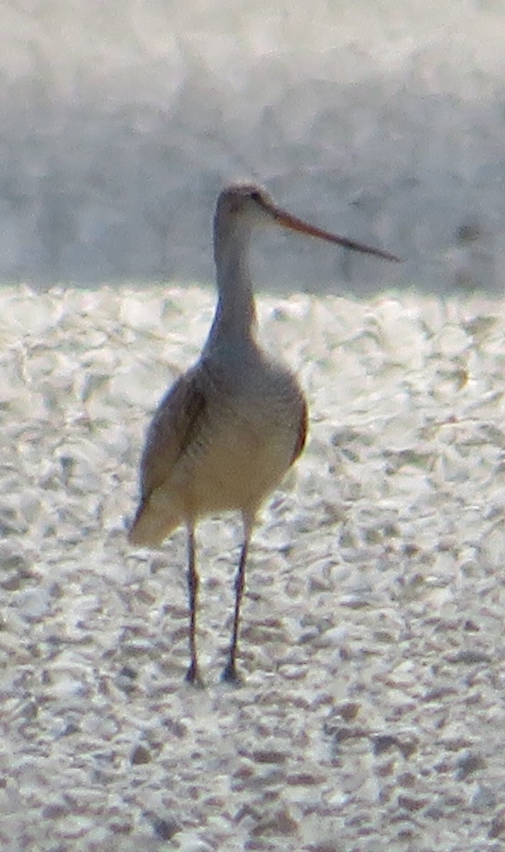 Marbled Godwit - ML638461766