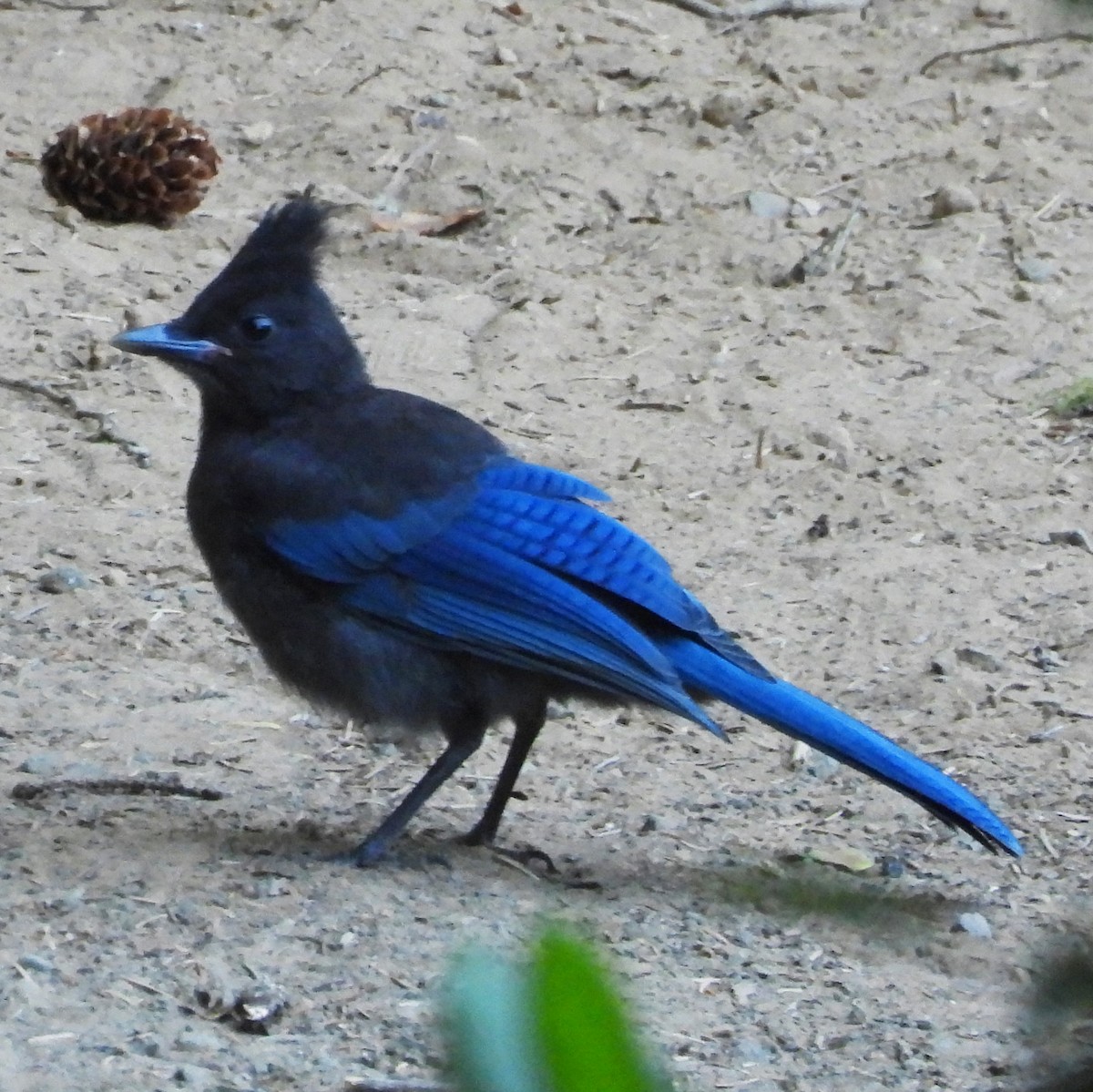 Steller's Jay (Coastal) - ML638461833