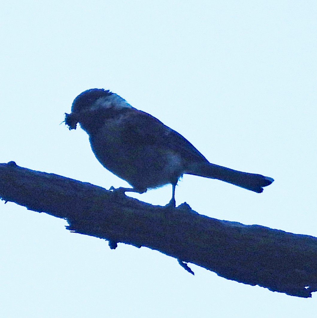 Chestnut-backed Chickadee - ML638461845