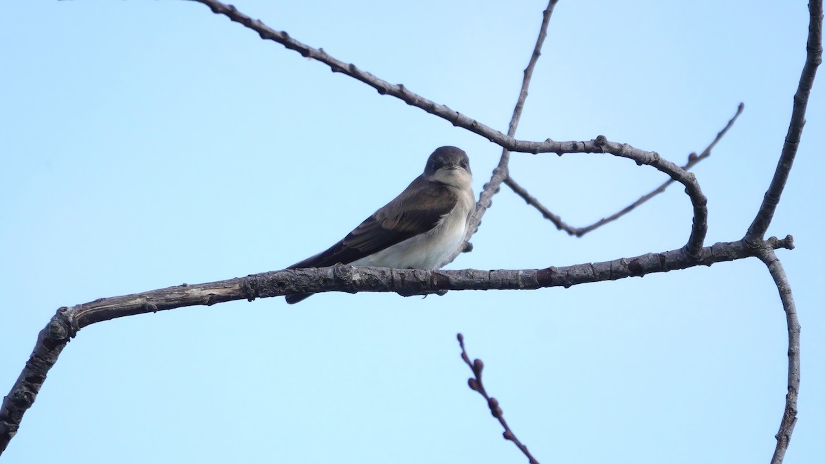 Northern Rough-winged Swallow - ML638461902