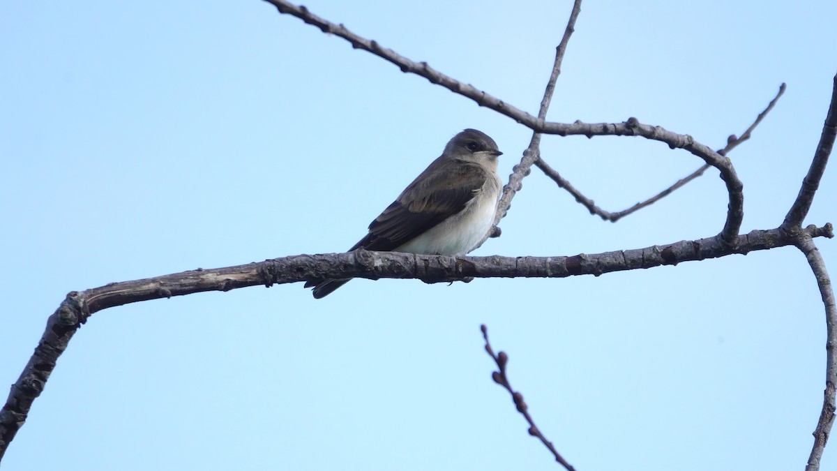 Northern Rough-winged Swallow - ML638461903