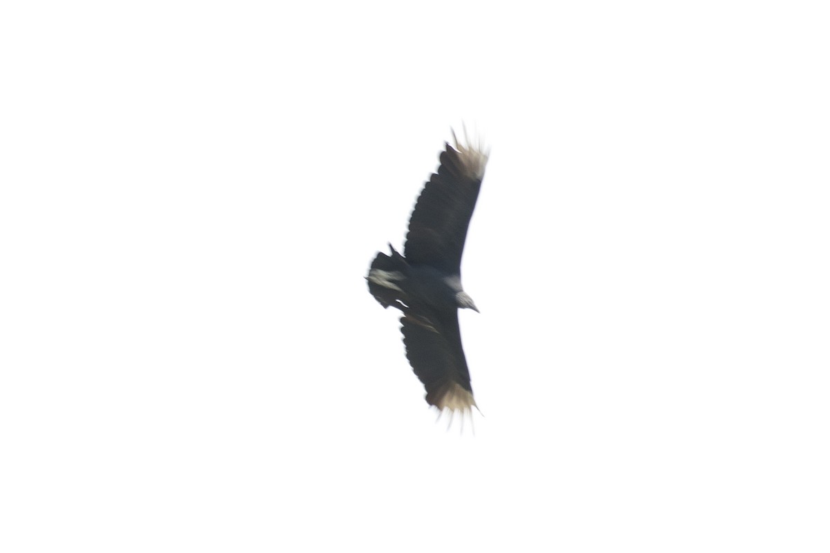 Black Vulture - ML638461933