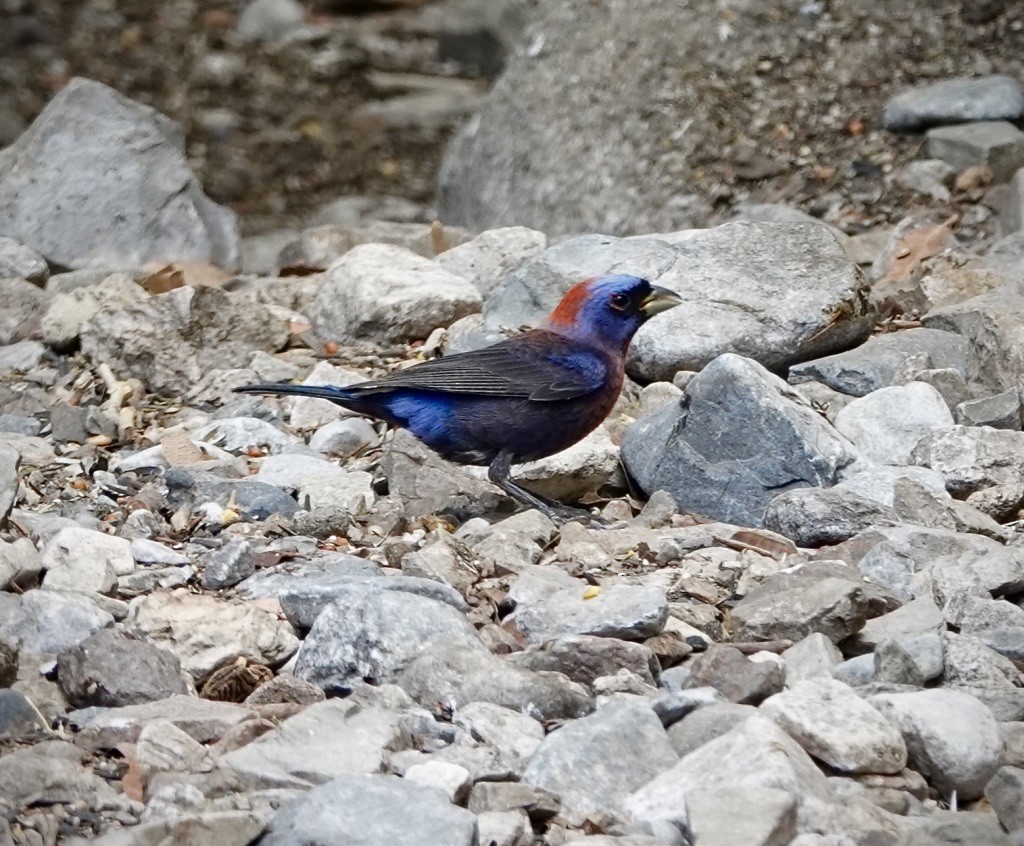 Varied Bunting - ML638461935