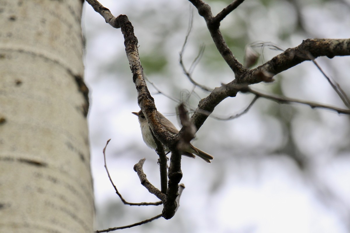 Red-eyed Vireo - ML638461952