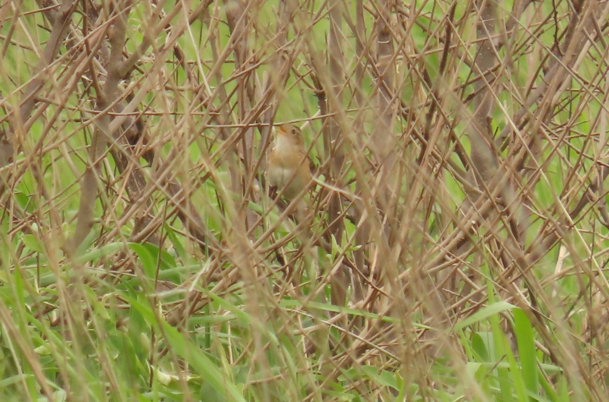 Sedge Wren - ML638461962