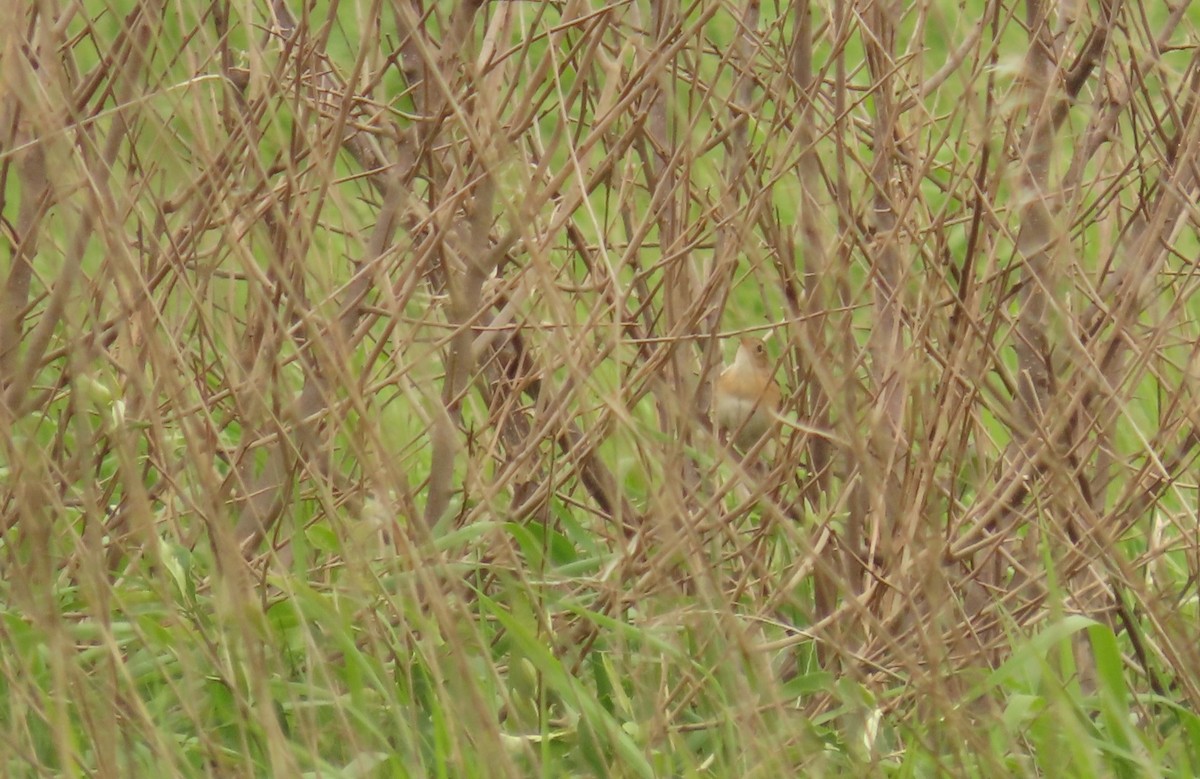 Sedge Wren - ML638461963