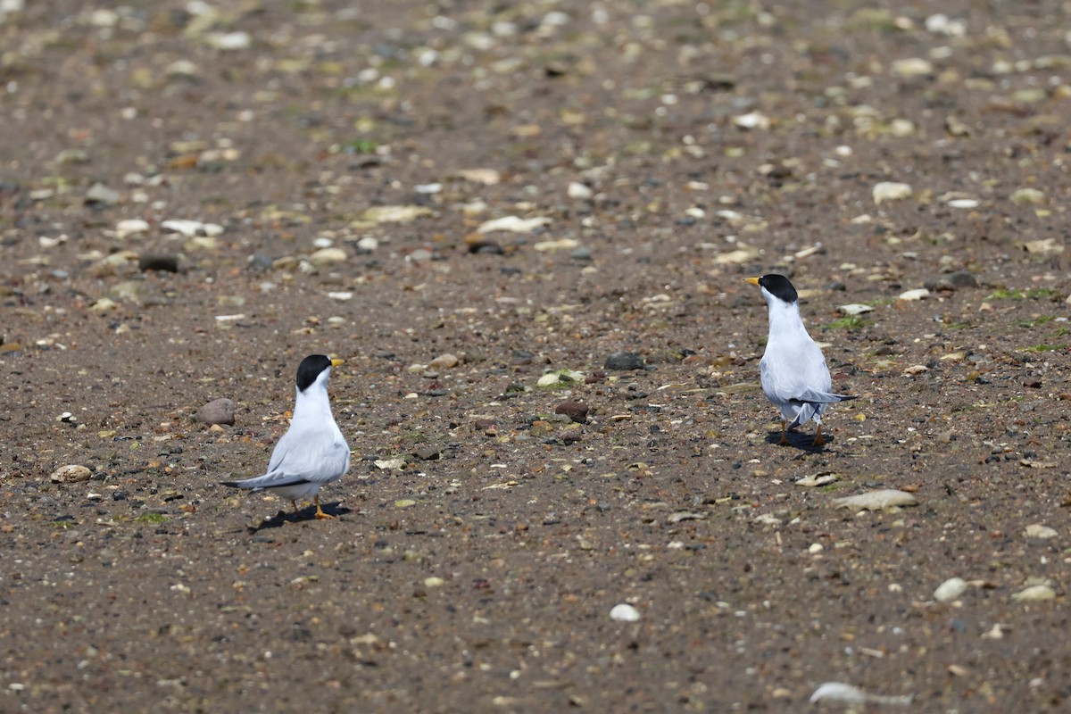 Least Tern - ML638461983