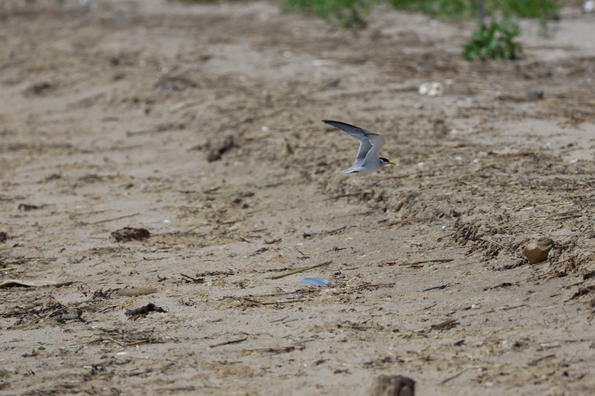 Least Tern - ML638461984