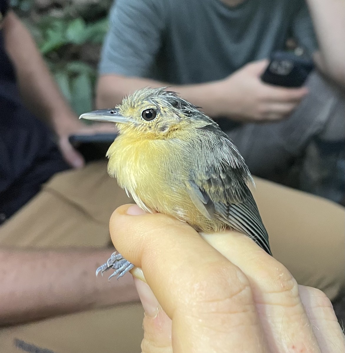 Long-winged Antwren - ML638461993