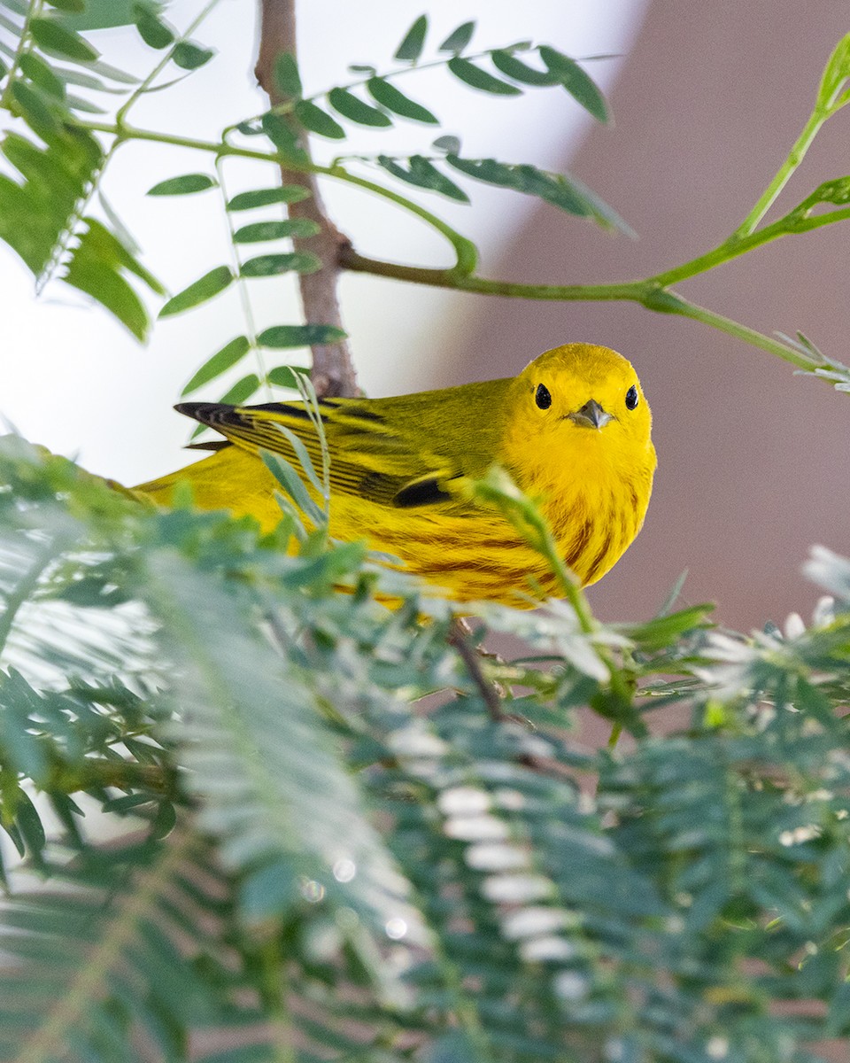 Yellow Warbler - ML638461994