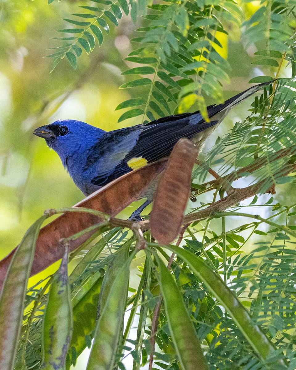 Yellow-winged Tanager - ML638461999
