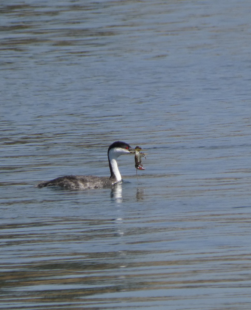 Western Grebe - ML638462004