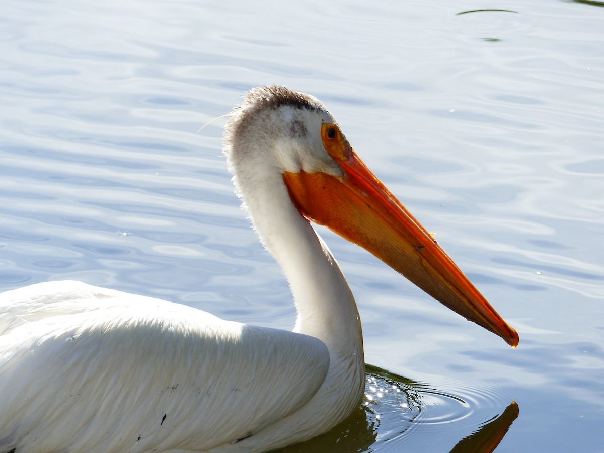 American White Pelican - Christine Zihrul