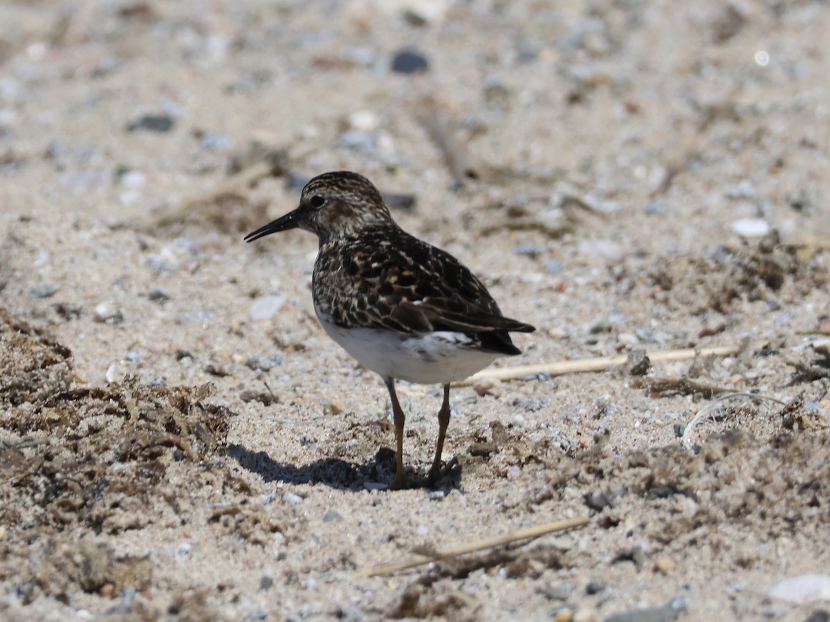 Semipalmated Sandpiper - ML638462018