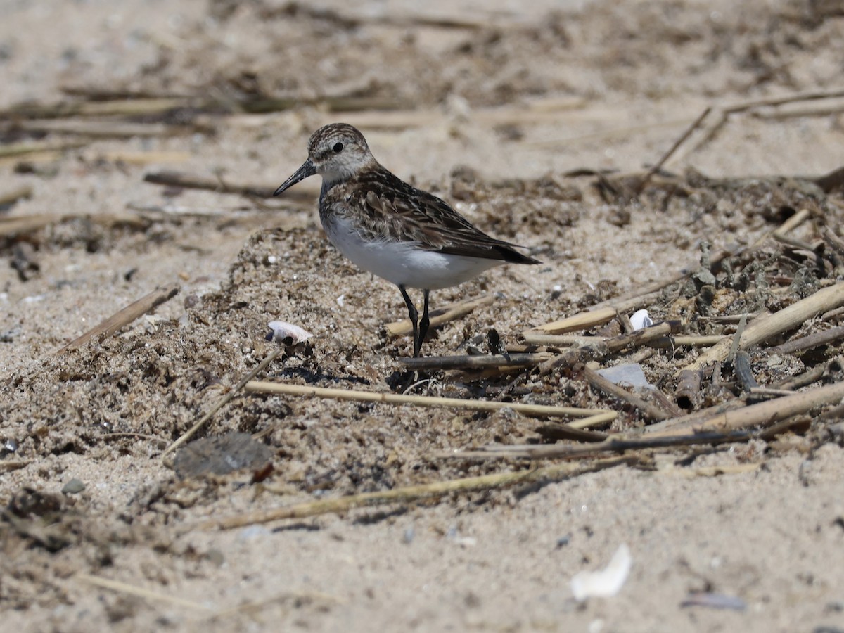 Semipalmated Sandpiper - ML638462019
