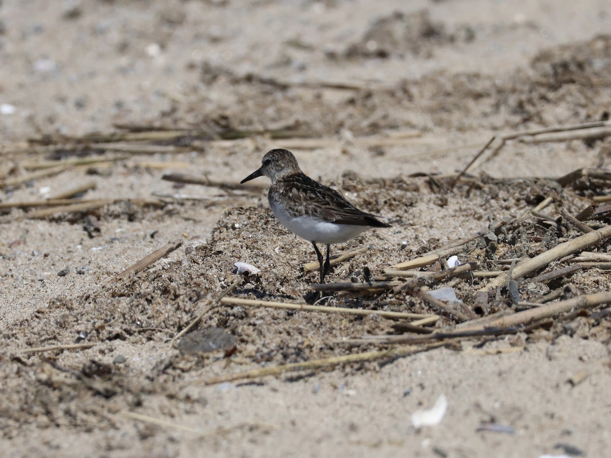 Semipalmated Sandpiper - ML638462020