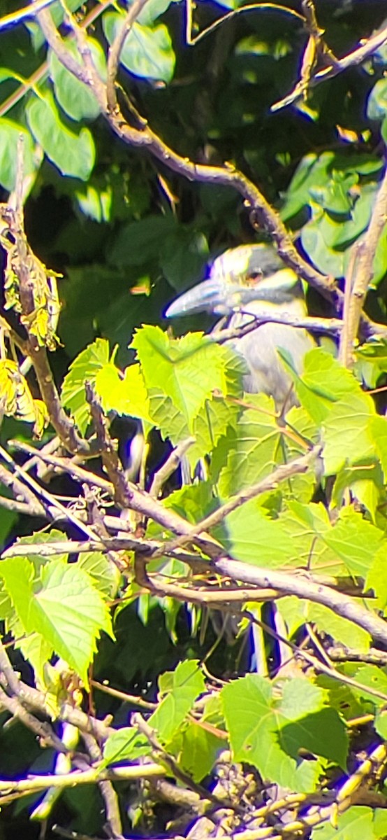 Yellow-crowned Night Heron - ML638462033