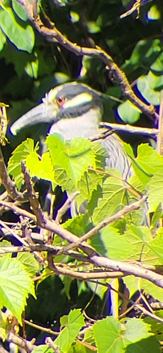 Yellow-crowned Night Heron - ML638462034
