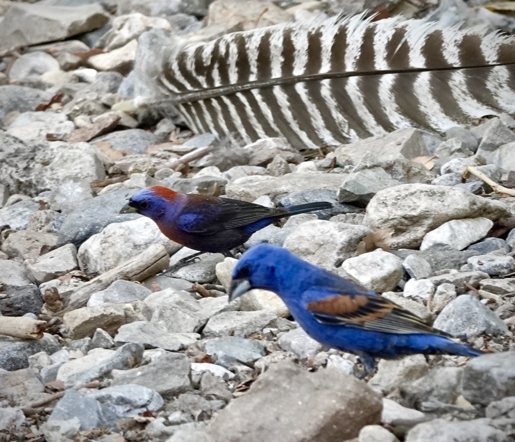Varied Bunting - ML638462045