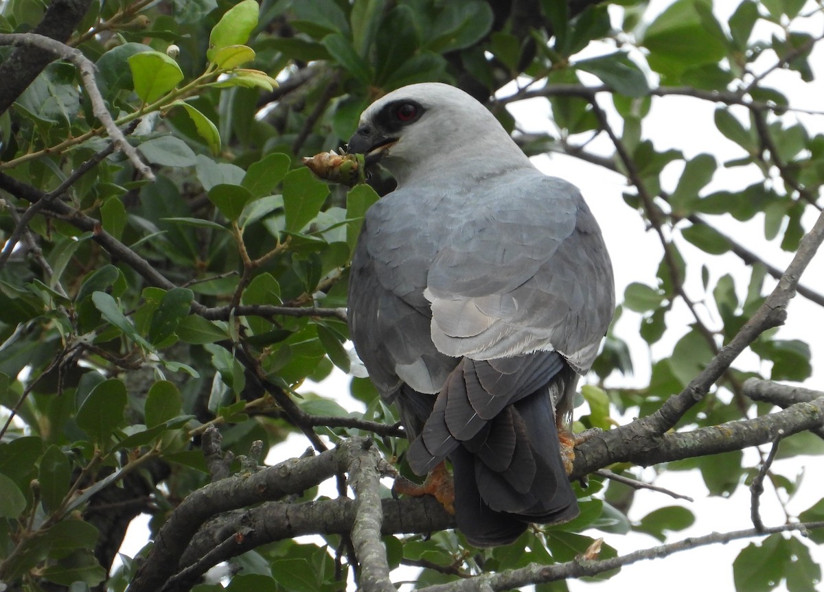 Mississippi Kite - ML638462065