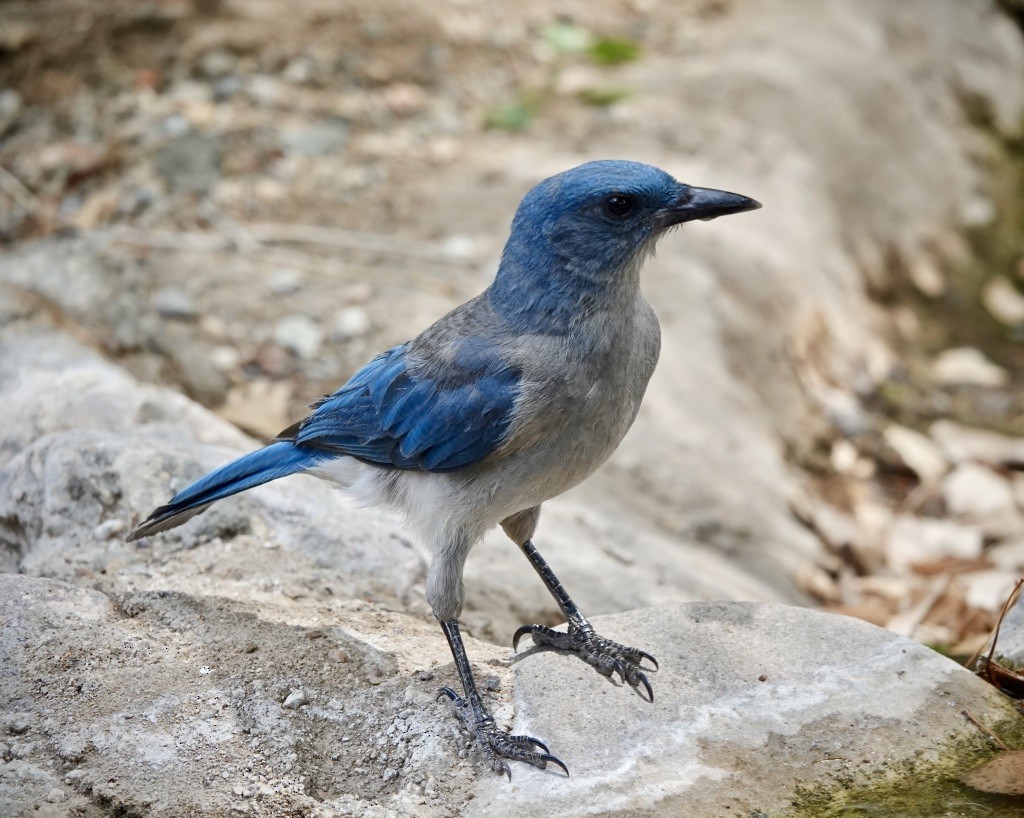 Mexican Jay (Arizona) - ML638462080