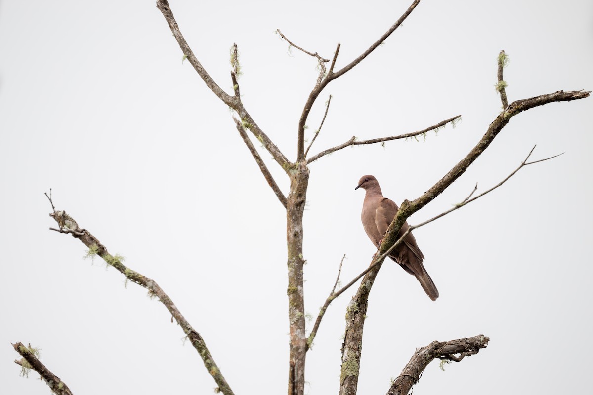 Ruddy Pigeon - ML638462091