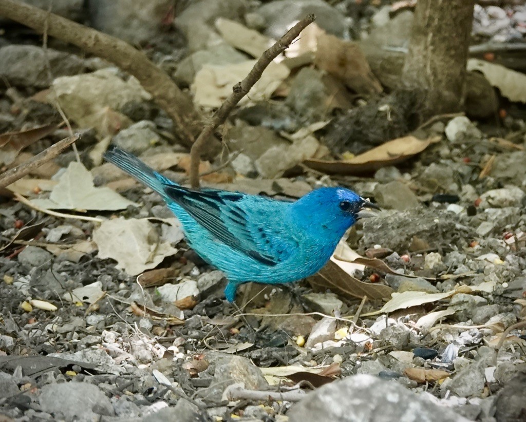 Indigo Bunting - ML638462093