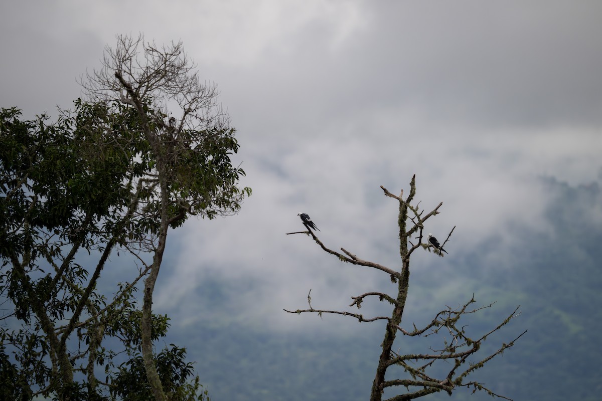 Swallow-tailed Kite - ML638462095