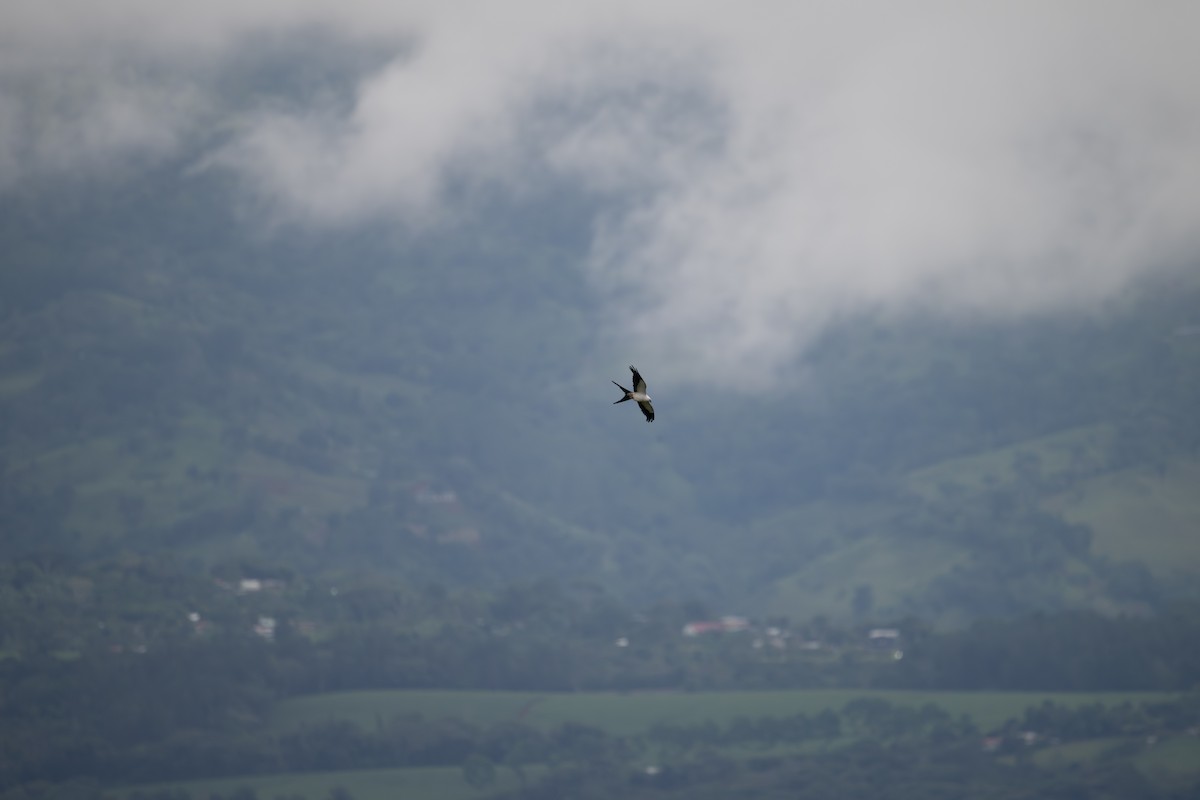Swallow-tailed Kite - ML638462096