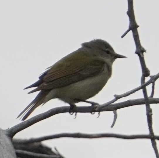 Tennessee Warbler - ML638462097