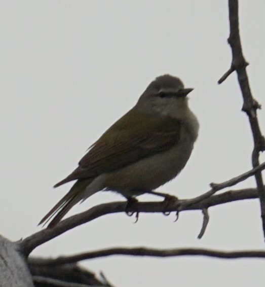 Tennessee Warbler - ML638462098