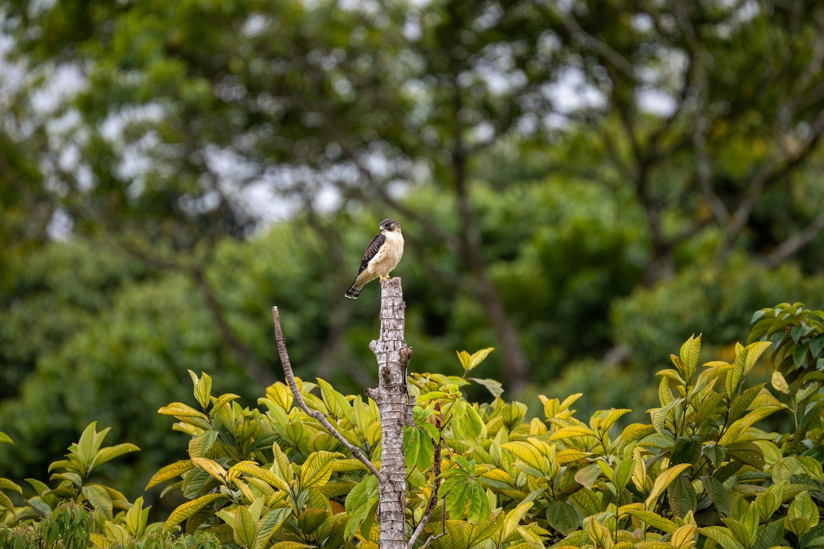 Short-tailed Hawk - ML638462099